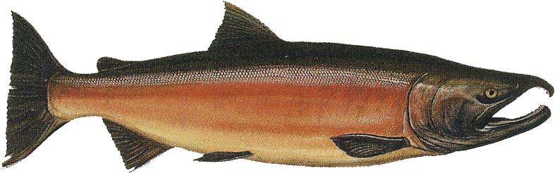 picture of salmon